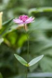 genus Astrantia. Верхушка цветущего растения. Кабардино-Балкария, Эльбрусский р-н, подножие пика Терскол, ≈ 2200 м н.у.м., сосновый лес. 22.08.2023.