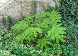 Fatsia japonica