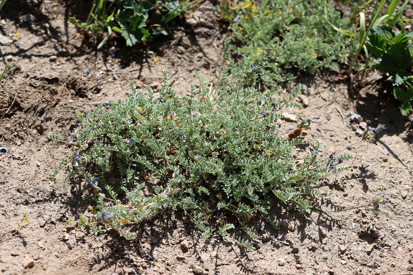 Image of Oxytropis trajectorum specimen.