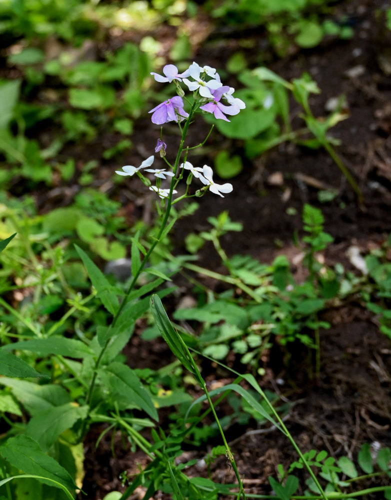 Image of Hesperis matronalis specimen.