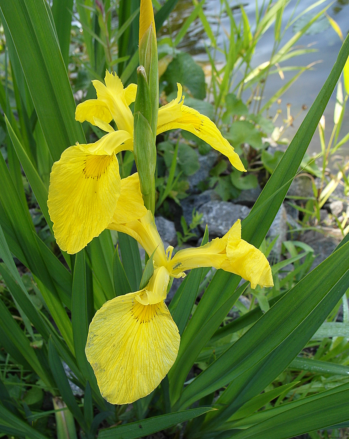 Изображение особи Iris pseudacorus.