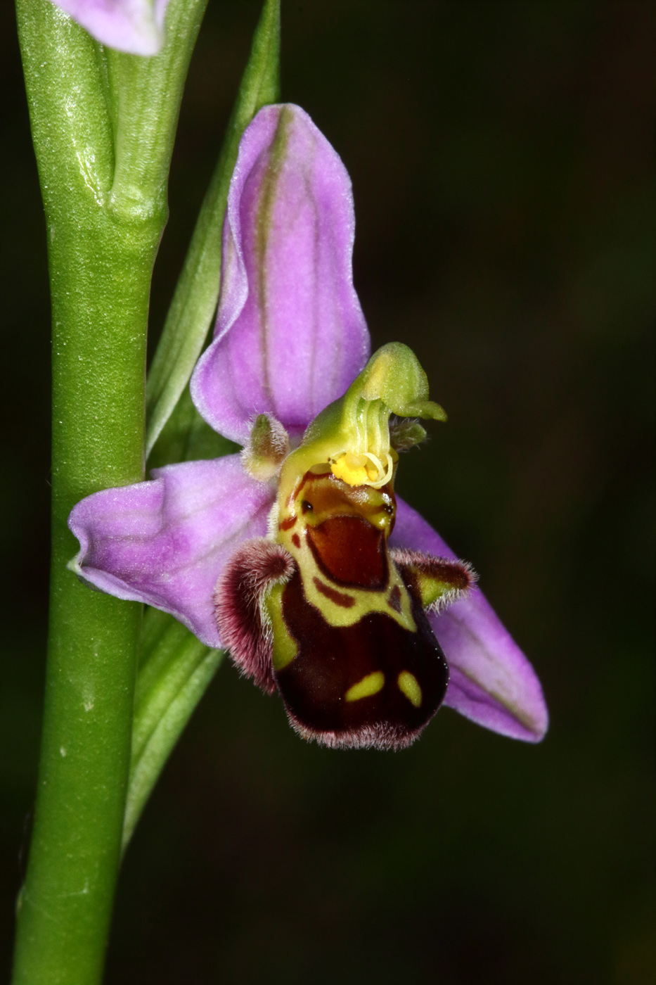 Изображение особи Ophrys apifera.