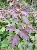 Hydrangea quercifolia. Ветви с листьями в осенней окраске. Москва, филиал Ботсада МГУ \"Аптекарский огород\". 08.10.2023.