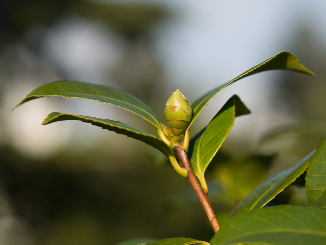 Image of Camellia japonica specimen.