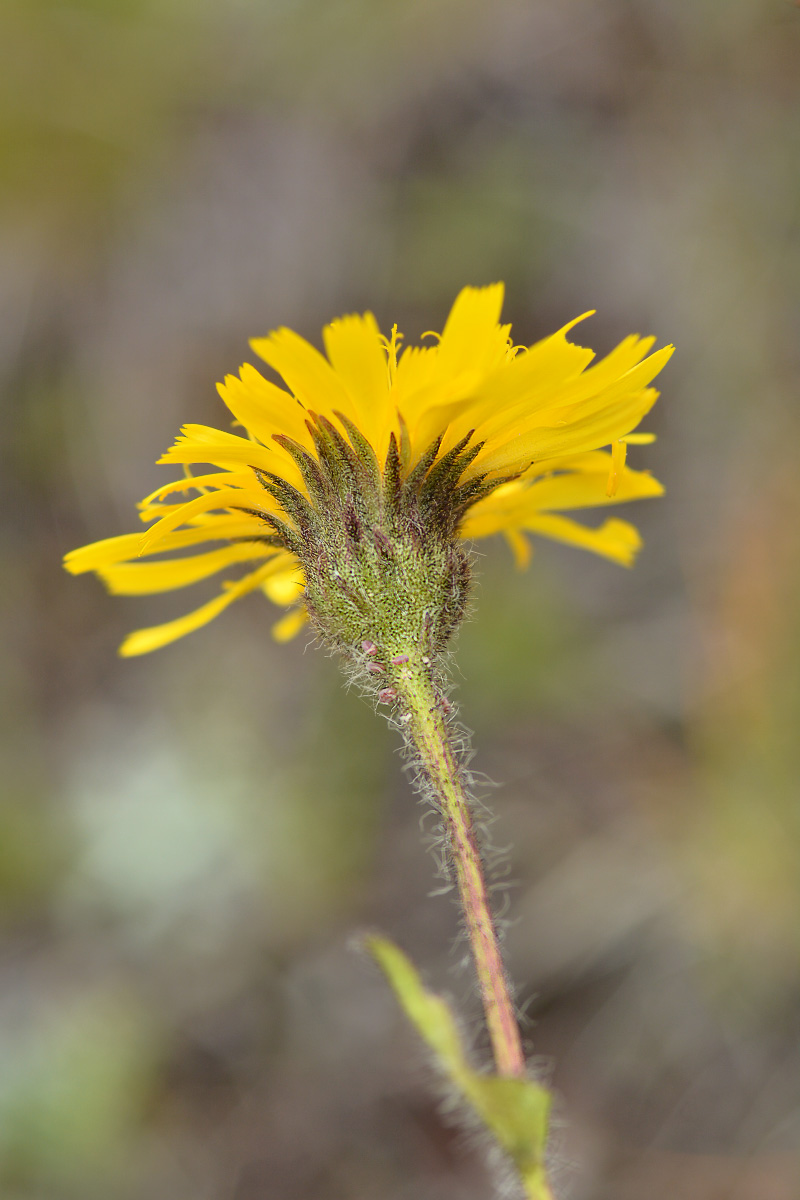 Image of Hieracium schmalhausenianum specimen.