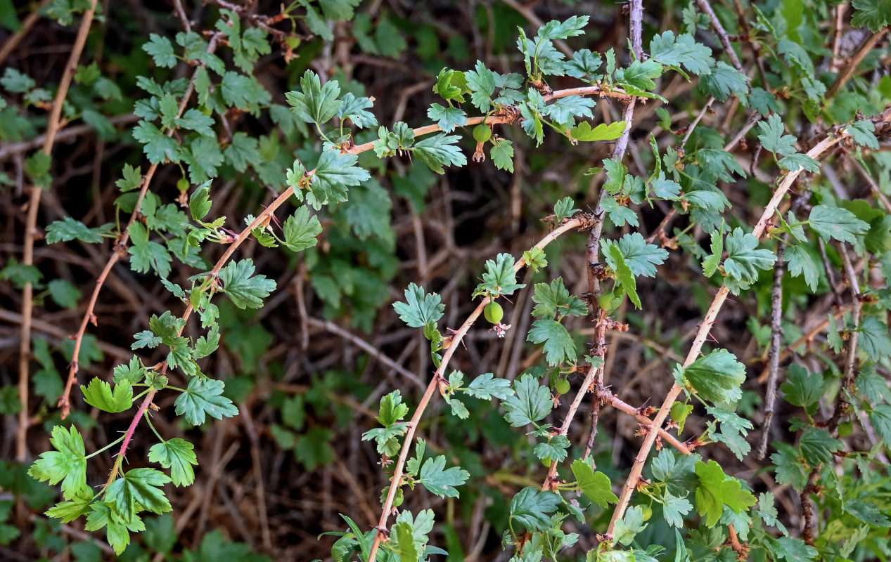 Изображение особи Grossularia acicularis.