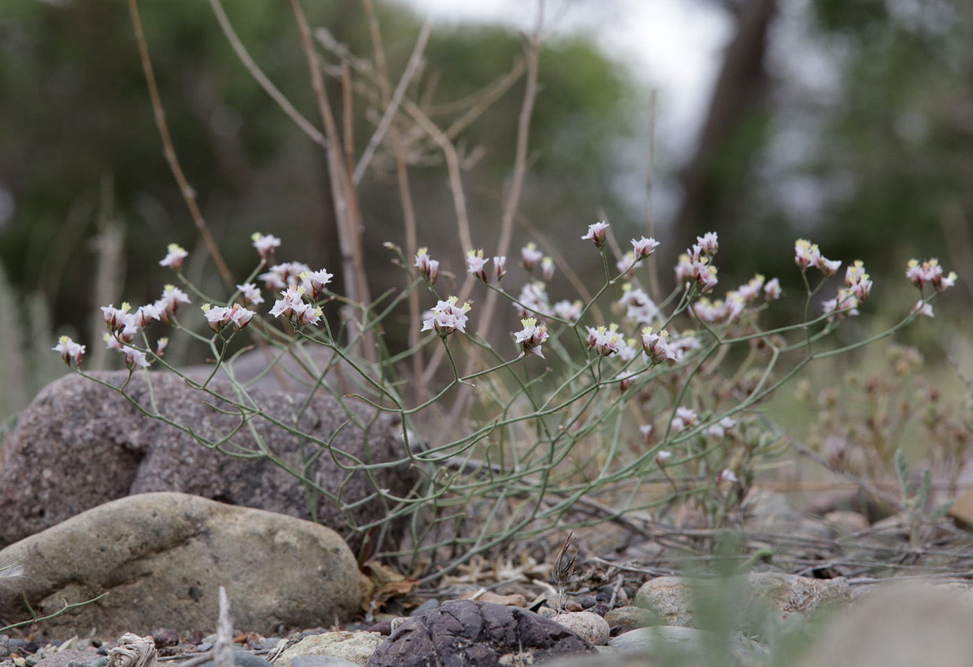 Изображение особи Limonium michelsonii.