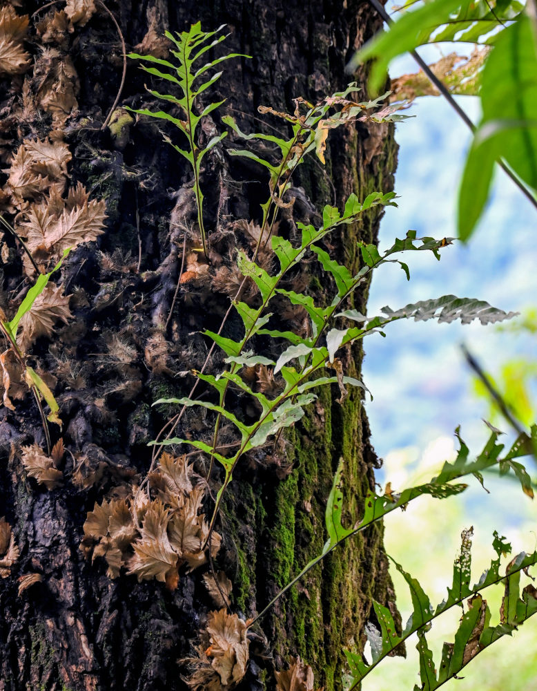 Изображение особи Drynaria roosii.