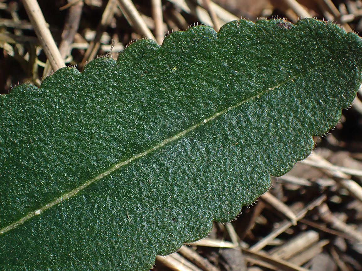 Image of genus Veronica specimen.