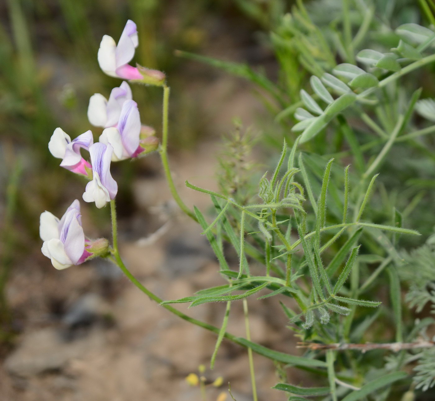 Изображение особи Vicia subvillosa.