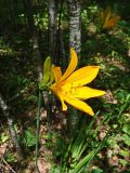 Hemerocallis middendorffii