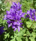 Campanula glomerata