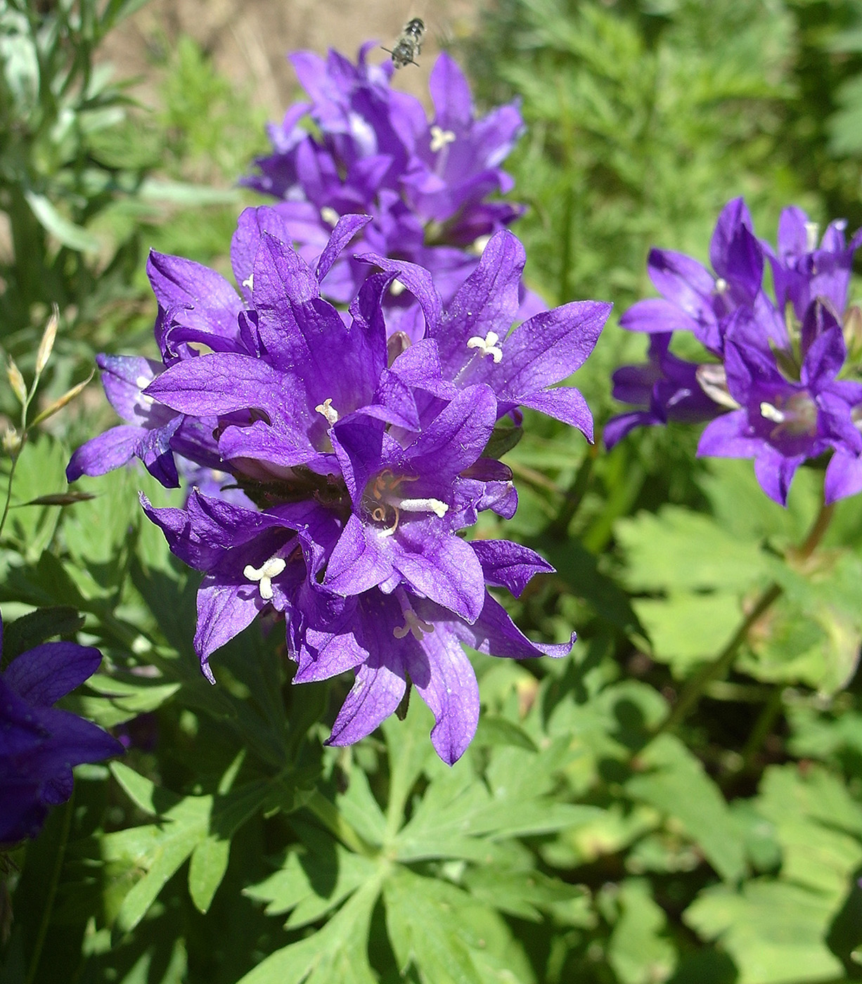 Image of Campanula glomerata specimen.