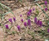 Astragalus onobrychis. Верхушки побегов с соцветиями. Краснодарский край, Темрюкский р-н, окр. станицы Голубицкая, берег Азовского моря, песчано-ракушечный пляж. 09.06.2021.