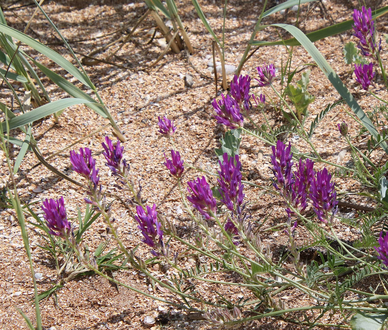 Image of Astragalus onobrychis specimen.