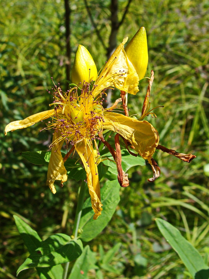 Image of Hypericum ascyron specimen.