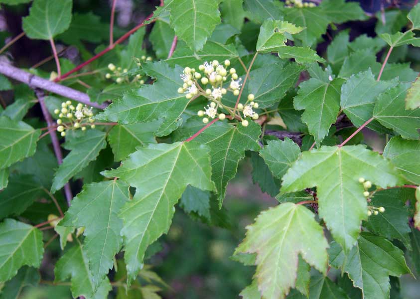 Image of Acer ginnala specimen.