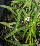 Sagittaria sagittifolia. Соцветие и листья. Ульяновская обл., Мелекесский р-н, окр. с. Приморское, выходящий к Черемшанскому заливу Куйбышевского водохранилища затопленный овраг, илистая отмель. 08.07.2023.