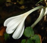 род Colchicum