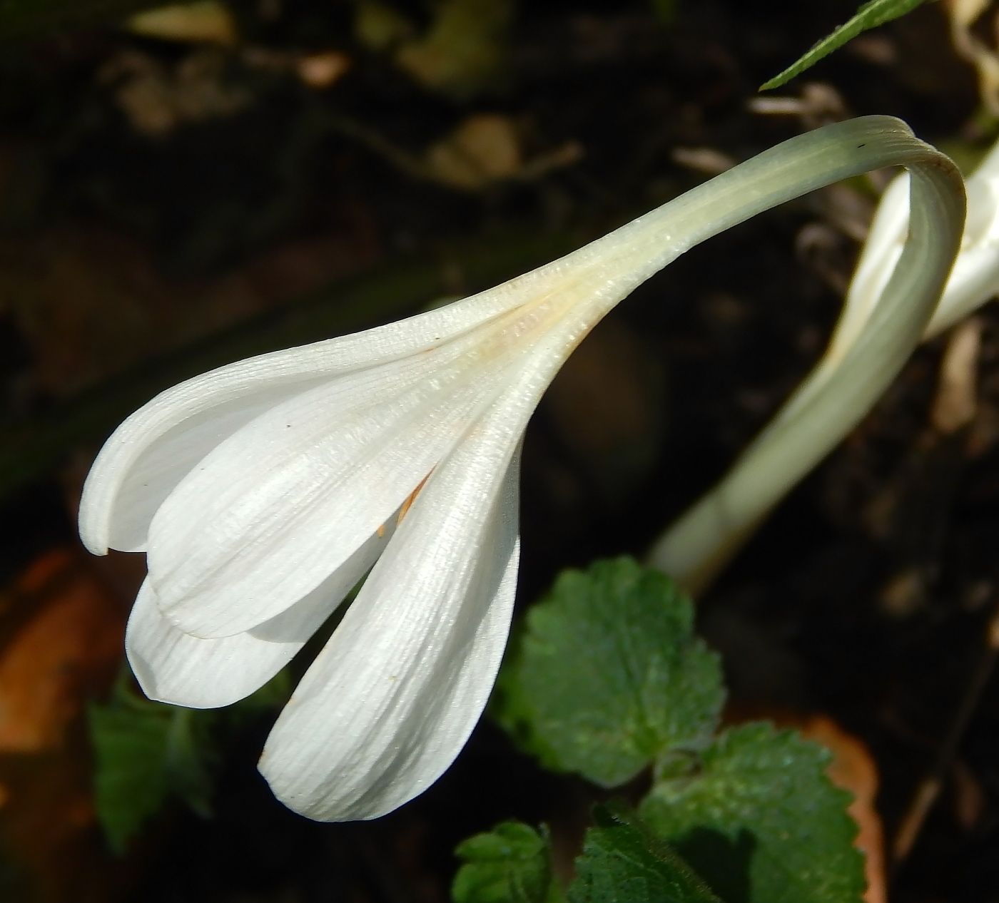 Изображение особи род Colchicum.