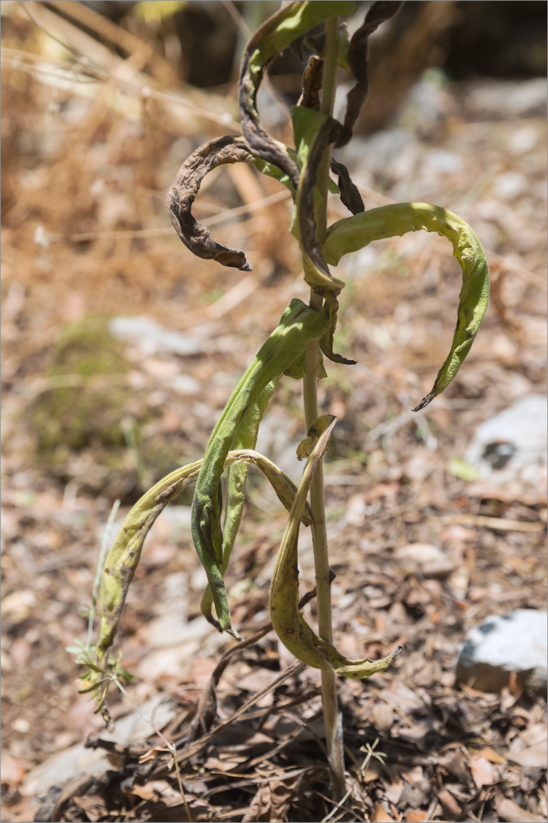 Image of genus Cynoglossum specimen.