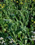 Brassica campestris. Средние части побегов с отдыхающей осой. Московская обл., Одинцовский гор. округ, окр. дер. Аниково, окраина поля. 18.08.2024.