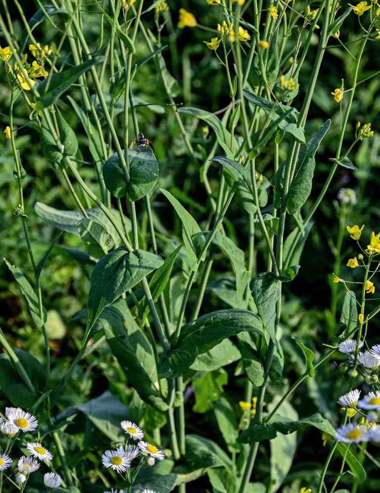 Изображение особи Brassica campestris.