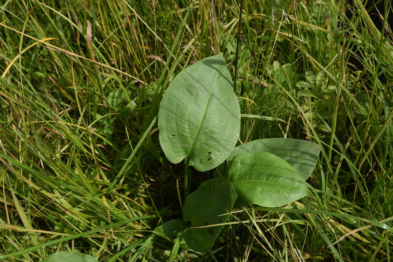 Изображение особи Alisma plantago-aquatica.