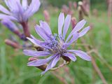 Lactuca sibirica. Соцветие. Хабаровский край, окр. г. Комсомольск-на-Амуре, разнотравный луг. 25.07.2024.