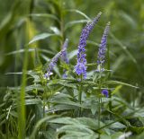 Veronica longifolia