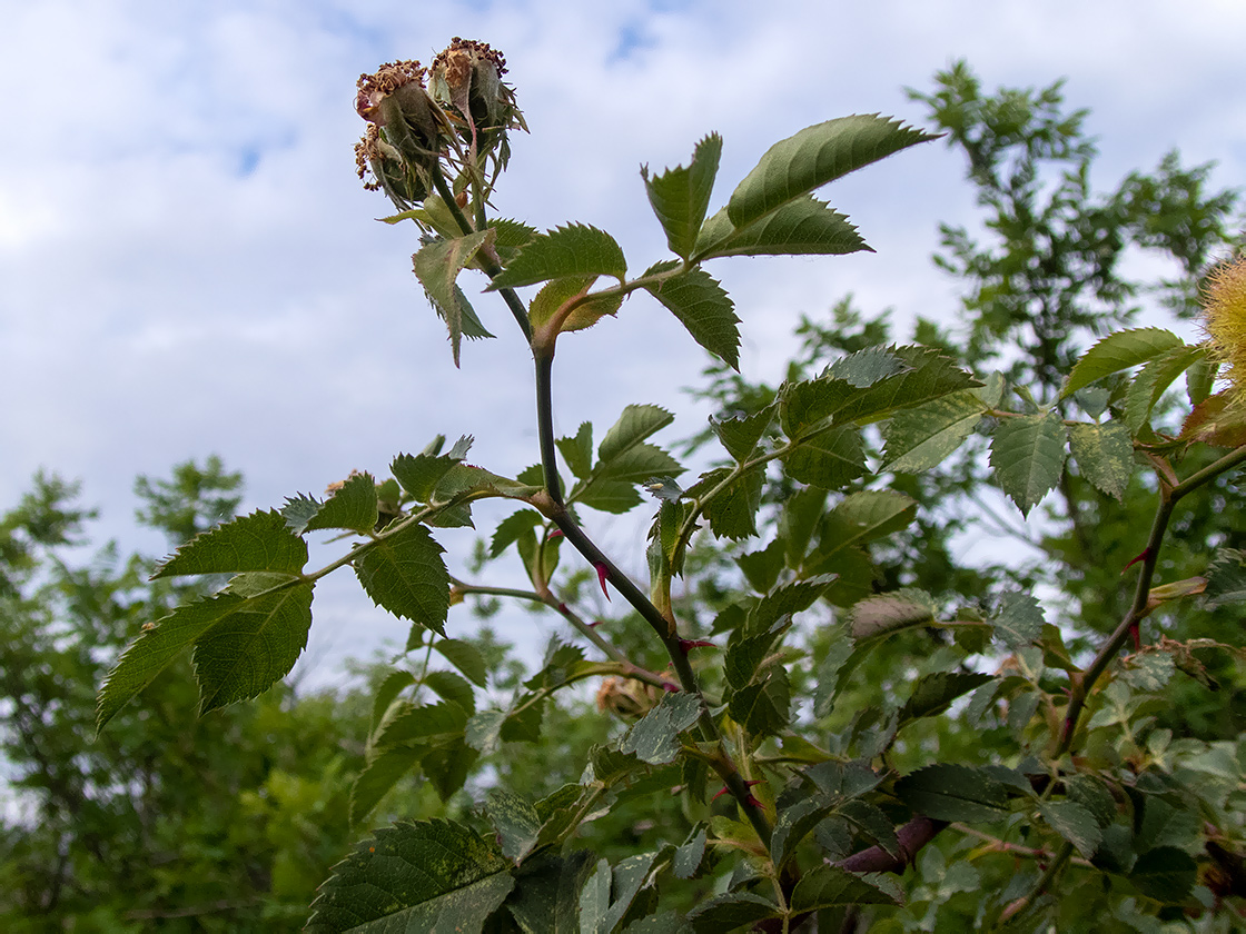 Image of Rosa corymbifera specimen.