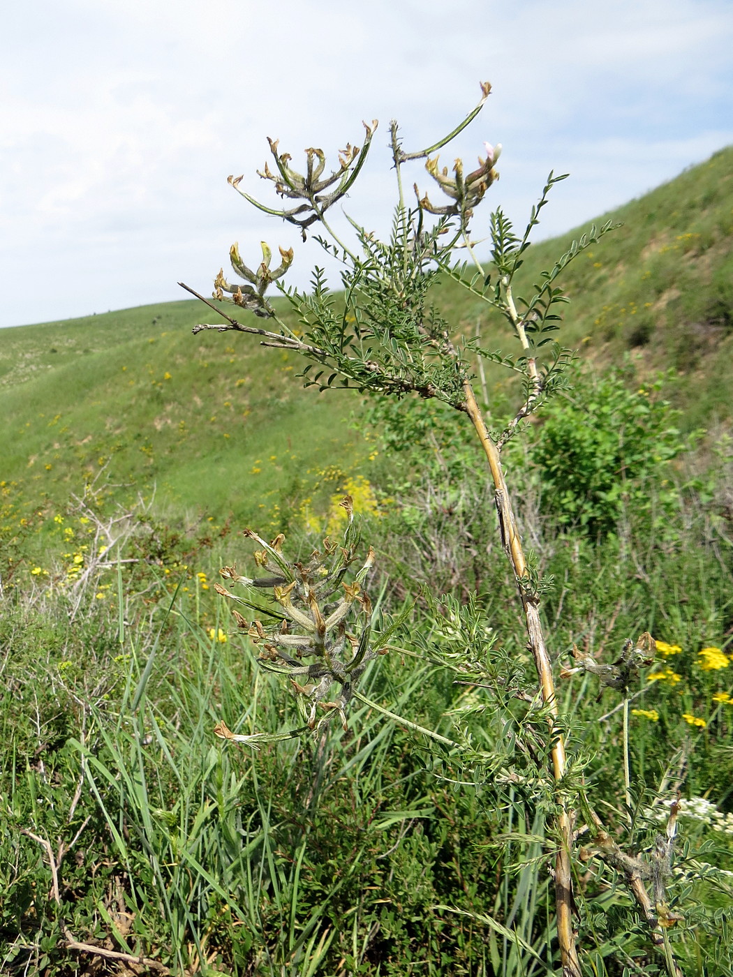 Изображение особи Astragalus neolipskyanus.