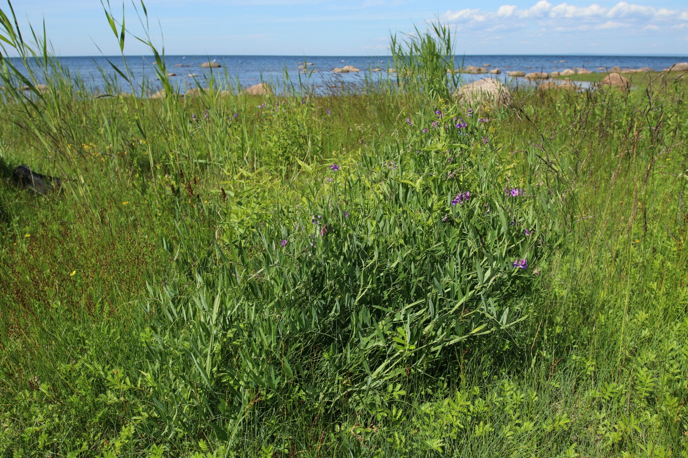 Image of Lathyrus palustris specimen.