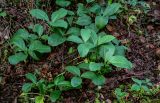 Menyanthes trifoliata