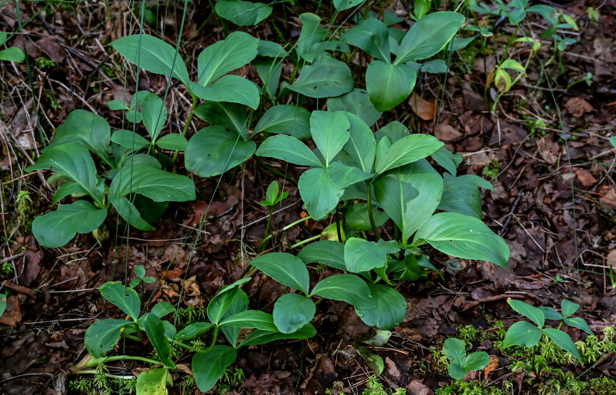 Изображение особи Menyanthes trifoliata.