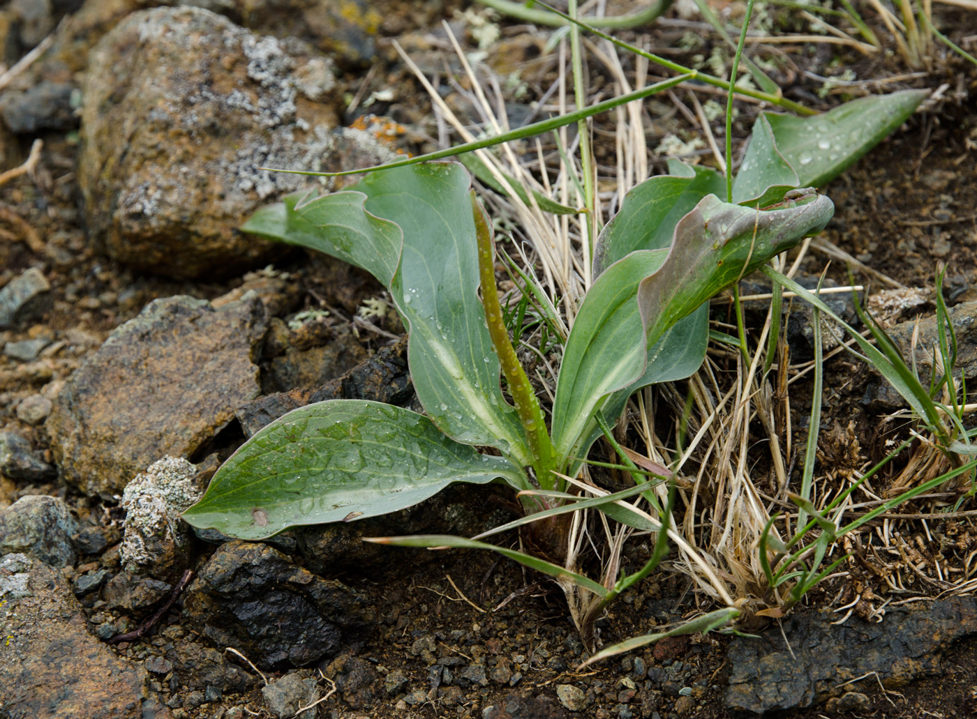 Image of Unknown species specimen.