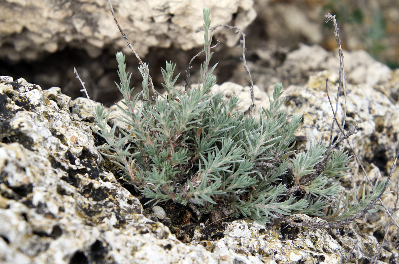 Image of Bassia prostrata specimen.