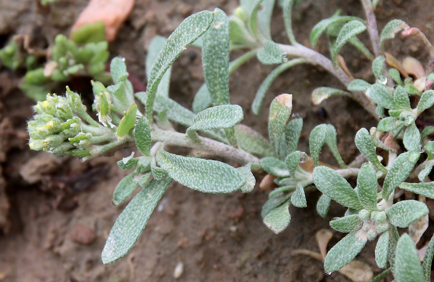 Image of Alyssum turkestanicum var. desertorum specimen.