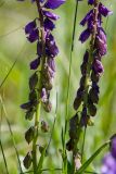 Polygala sibirica. Средние части побегов с завязями. Оренбургская обл., Кувандыкский муниципальный округ, степь. 28 мая 2024 г.