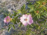 View full-size image Rosa canina
