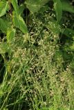 View full-size image Festuca rubra