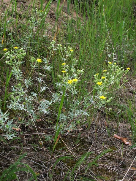 Изображение особи Potentilla impolita.