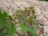 View full-size image Rubus caucasicus
