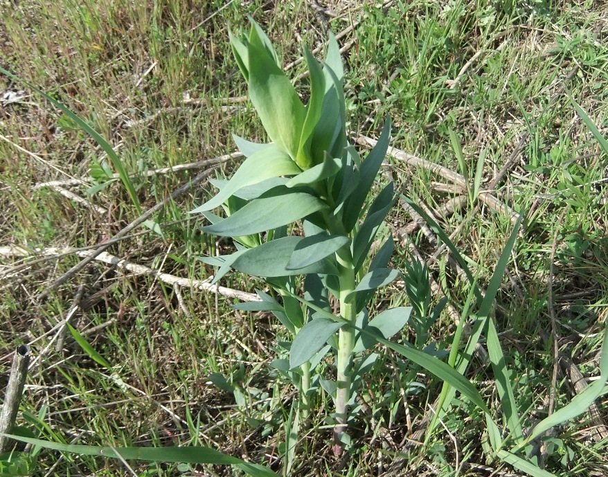 Image of Linaria genistifolia specimen.