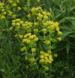 View full-size image genus Euphorbia