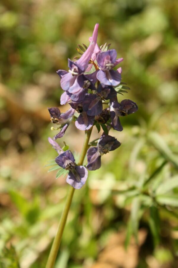 Image of Corydalis subjenisseensis specimen.