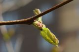 View full-size image Platanus occidentalis