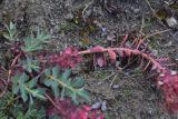 View full-size image Euphorbia myrsinites