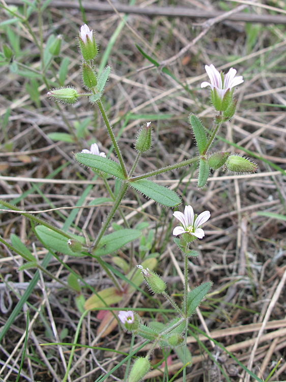 Изображение особи Cerastium pseudobulgaricum.