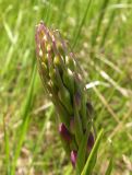 Anacamptis laxiflora subspecies elegans. Соцветие в бутонах. Украина, Днепропетровская обл., Петриковский р-н, пгт Куриловка, луг в пойме Днепра. 29.05.2011.